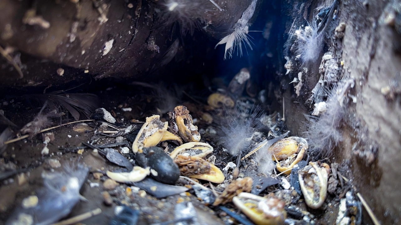 Parasites associés aux pigeons — Dépigeonnage Casablanca