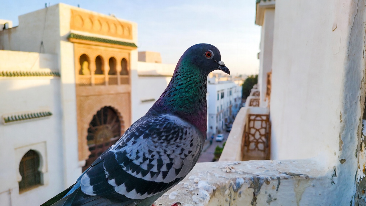 Pigeon biset (Columba livia) — Dépigeonnage Casablanca