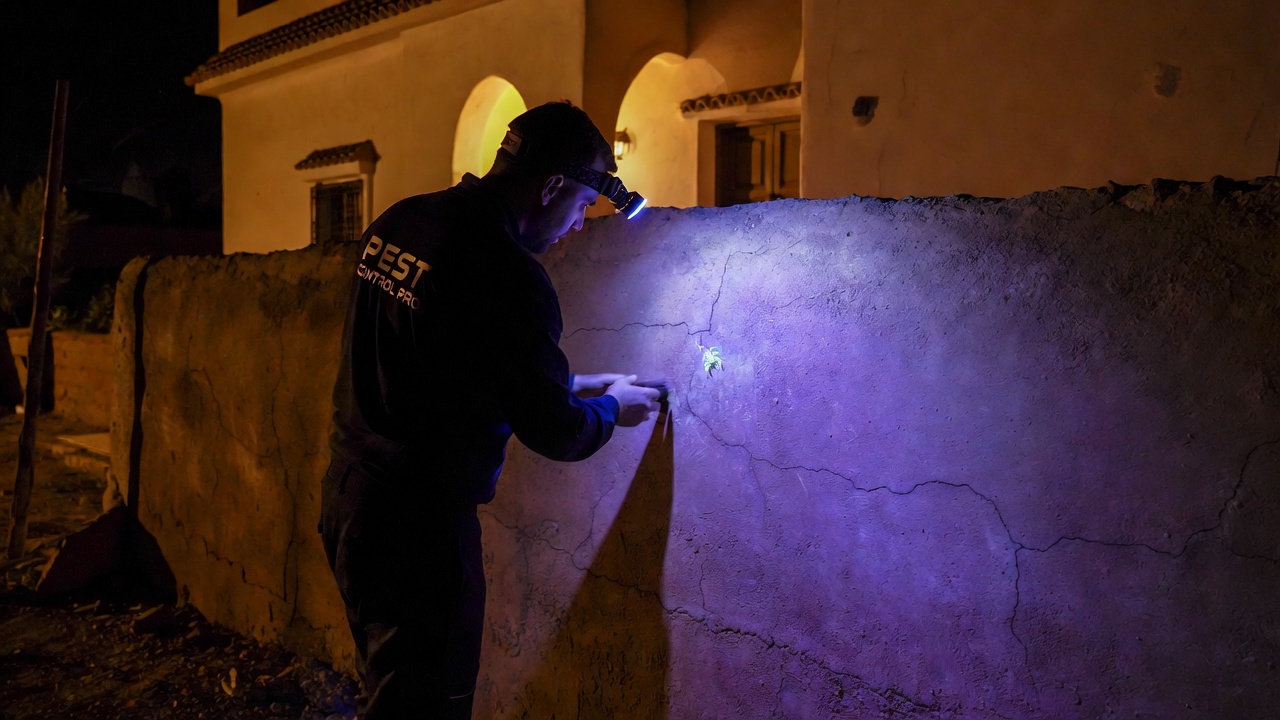 Scorpion jaune (Buthus occitanus) — Déreptilisation Casablanca