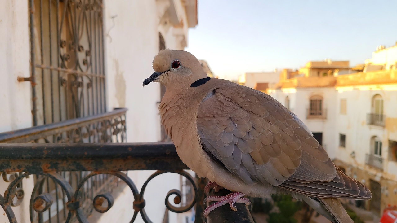 Tourterelle turque (Streptopelia decaocto) — Dépigeonnage Casablanca